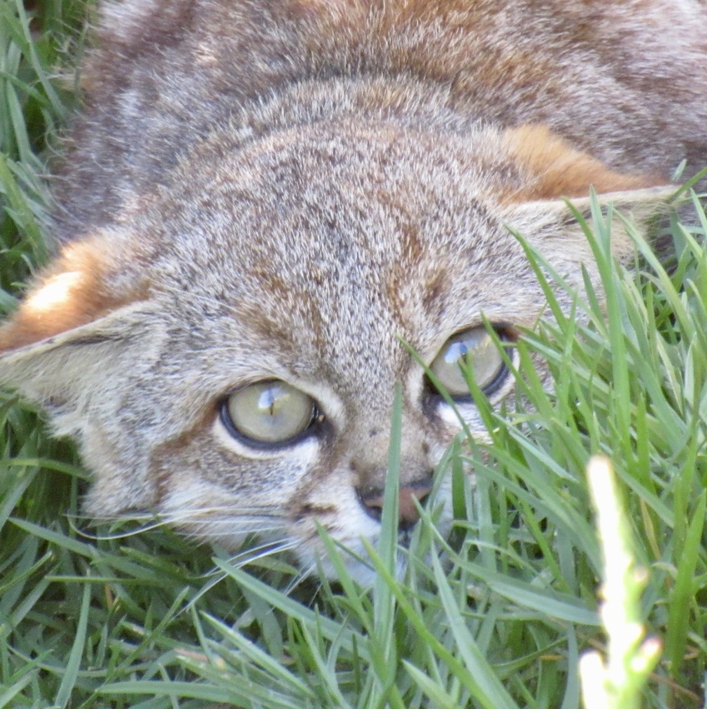 Leopardus colocolo Gato colocolo