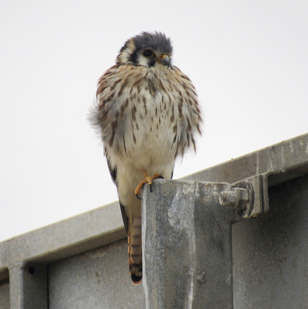 Zonotrichia capensis Chincol Copetón Passeriforme