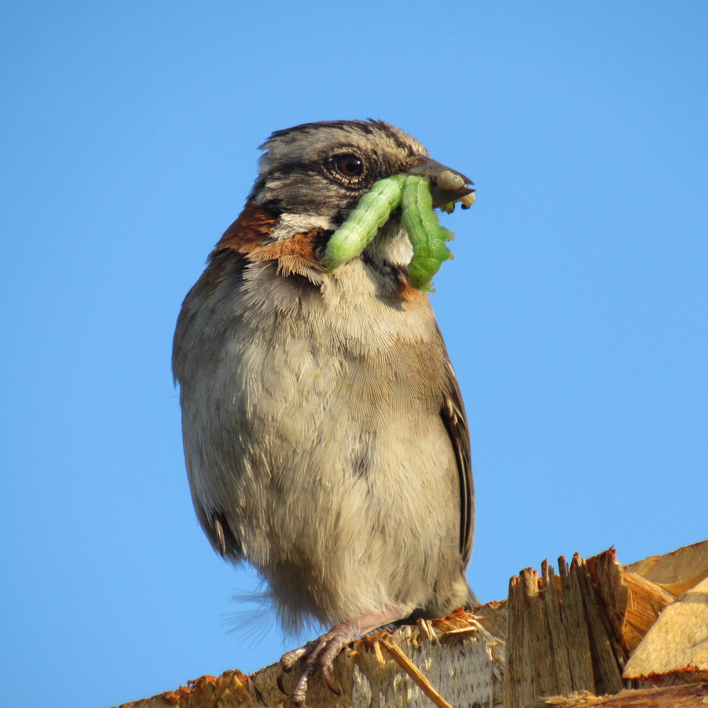 Zonotrichia capensis Chincol Copetón Passeriforme