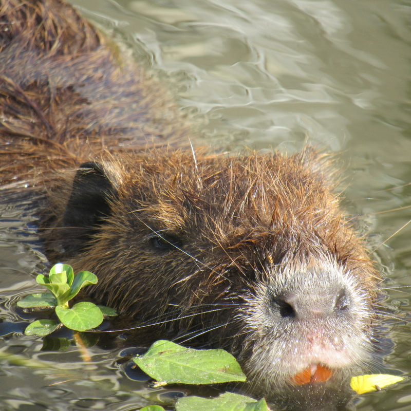 Myocastor coypus Coipo Roedor