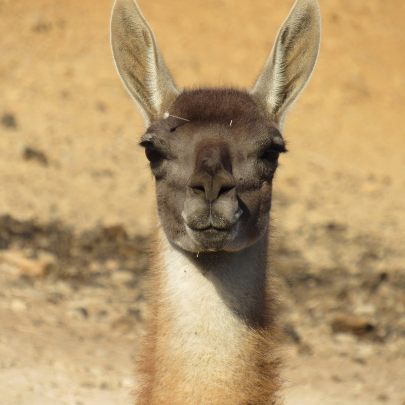 Lama guanicoe Guanaco Artiodáctilo Mámífero Camelidae&nbsp;Camelido