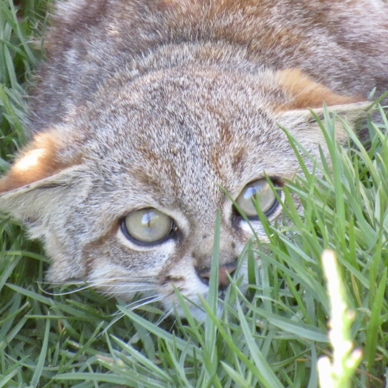 Leopardus colocolo Gato colocolo