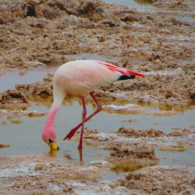 Phoenicoparrus andinus Parina grande Flamenco Andino&nbsp;flamencos