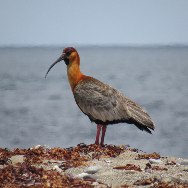 Theristicus melanopis Bandurria