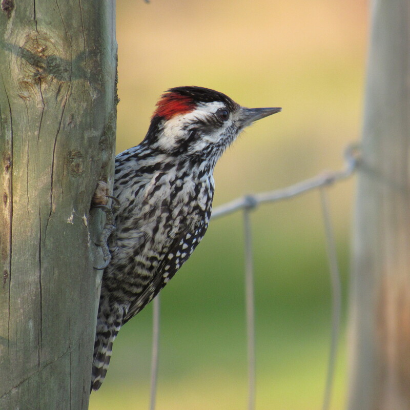 Picumnus cirratus Carpinterito Piciforme